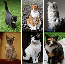 250px-Collage_of_Six_Cats-02 dans CHAT
