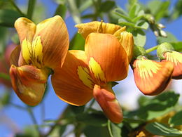 Pukkanó dudafürt (Colutea arborescens)