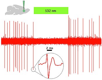 Fig 2. Halorhodopsin (NpHR) rapidly and reversibly silences spontaneous activity in vivo in rat prelimbic prefrontal cortex. (Top left) Schematic showing in vivo green (532 nm) light delivery and single- unit recording of a spontaneously active CaMKlla::eNpHR3.0- EYFP expressing pyramidal neuron. (Right) Example trace showing that continuous 532 nm illumination inhibits single-unit activity in vivo. Inset, representative single unit event; Green bar, 10 seconds. Cooper laboratory recording of optogenetic silencing of prefrontal cortical neuron.jpg