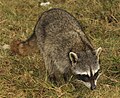 Cozumel Raccoon2.jpg