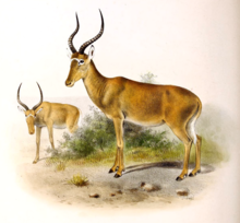 Damaliscus hunteri Книгата за антилопите (1894) .png