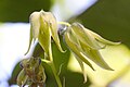 Fleurs de Decaisnea fargesii