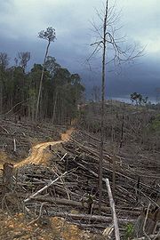 Deforestation in Indonesia, to make way for an oil palm plantation. Deforestation near Bukit Tiga Puluh NP.jpg