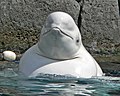 42. Beluga Delphinapterus leucas - Cetacea