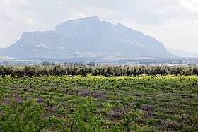 Ebene von Mornag mit Djebel Ressas