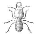 Fig. 5.—White Ant (Termes bellicosus). Soldier.