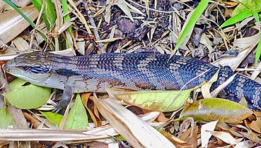 Tiliqua scincoides