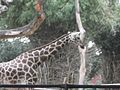 Recés zsiráf (Giraffa camelopardalis reticulata)