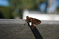 Silver-spotted Skipper, Epargyreus clarus