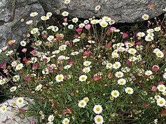 Erigeron karvinskianus