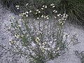 Miniatura para Euzomodendron bourgeanum