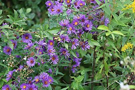 New England aster of East Fork State Park in 2021