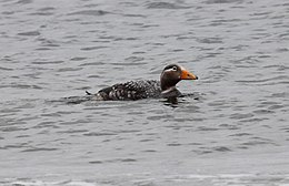 Patagoninė žvynuotoji antis (Tachyeres patachonicus)