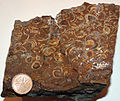 Conchiglie di Cardiidae fossili del Cretacico superiore, Alberta, (Canada).