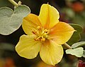 Fremontodendron 'Ken Taylor'