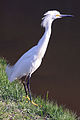 Garça branca pequena egretta thula.jpg