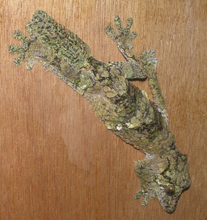 Uroplatus sikorae