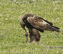 Golden Eagle (Aquila chrysaetos).jpg