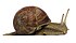 Grapevinesnail 01a.jpg