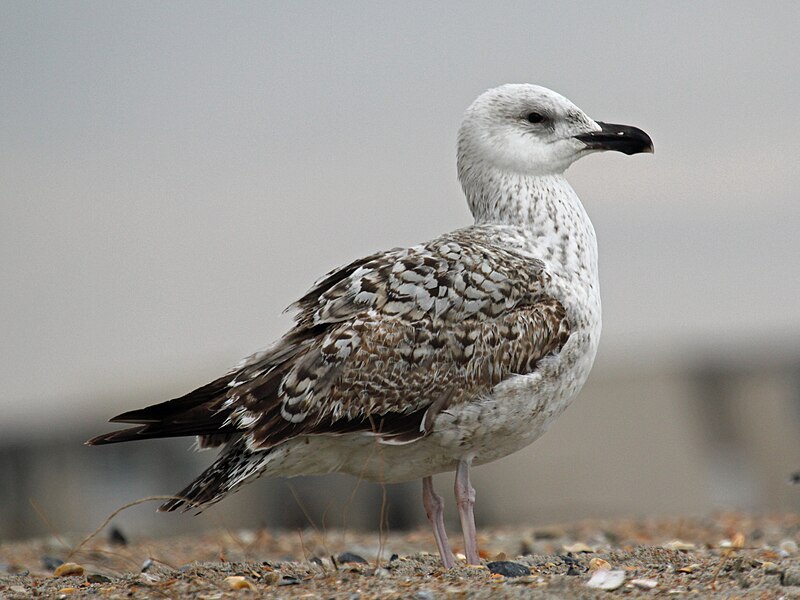 800px-Great_Black-backed_Gull_juvenile_2