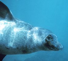 Подводное фото тюленя в профиль с открытым глазом и явной улыбкой