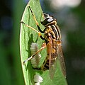 Helophilus pendulus: hembra durante la puesta