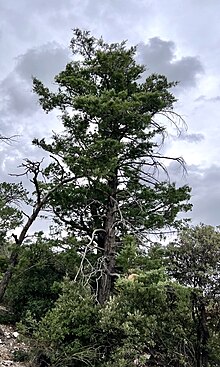 Hesperocyparis arizonica tree in Chiricahua National Monument, Arizona Hesperocyparis arizonica - CK Kelly 01.jpg