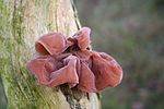 Miniatura para Auricularia