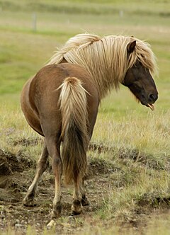 Icelandic Horse4