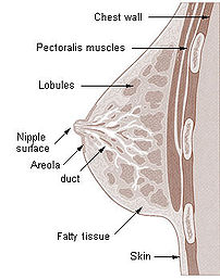 Cross section of the breast of a human female.