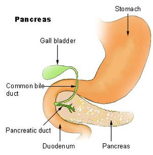 Region of pancreas