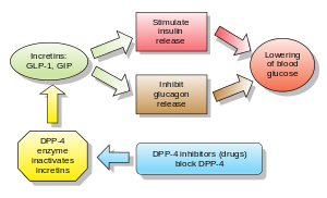Action of GLP-1 and DPP-4 inhibitors.
