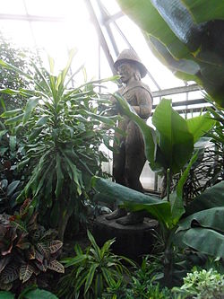 Cedar statue of a man stands virtually naked, in a greenhouse, partly covered by plants.