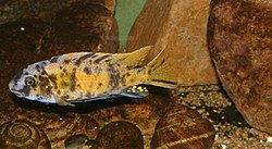 Labeotropheus fuelleborni1.jpg