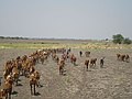 Cattles on black soil at North side of Kalyandurg.