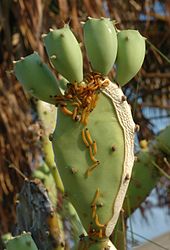 Cactoblastis cactorum larvae feeding on Opuntia prickly pear cacti Larvaefeedingoncacti.jpg