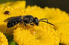 Lasioglossum.lativentre.-.lindsey.jpg