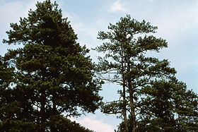 Littleleaf disease in Pinus spp. The tree on the left shows no symptoms of infection while the tree on the right shows stunted leaf growth characteristic of Phytophthora cinnamomi infection. Littleleaf disease.jpg