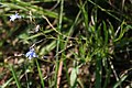 Lobelia flaccida subsp. flaccida