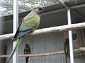 Üregi papagáj (Cyanoliseus patagonus)