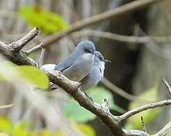 A pair at Ramgoolam Botanical Garden