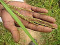 Medicinal Rice of Chhattisgarh used as Immune Booster