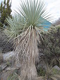 Мексиканская голубая юкка, Ботанический сад Рио-Гранде, Альбукерке, штат Нью-Мексико. Jpg