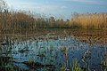 Забалаць лугоў у Дольнай Аўстрыі