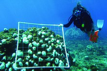 NOAA scuba diver surveying bleached corals. NOAA scuba diver surveying bleached corals.jpg
