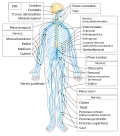 Miniatura para Neurología