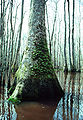 Nyssa sylvatica tree in the Alligator River National Wildlife Refuge