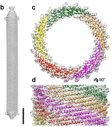 3D reconstruction of the virion structure of Aeropyrum pernix bacilliform virus 1 (APBV1). Scale bar 10 nm. ODD.Clava.Figure 1.v2-Claviviridae-APBV1 (bcd).png