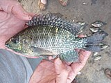 Oreochromis leucostictus of Albertine Rift Valley lakes and introduced elsewhere