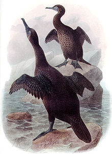 The vestigial wings of the flightless cormorant, which it still hangs out to dry, are discussed in the book. Phalarocorax harrisiDI09P10CA.jpg